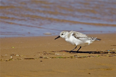 Deze drieteen strandloper heb ik gefotografeerd aan de kust van de Westelijke Sahara, het verbaasde mij hoeveel steltlopers je daar ziet.