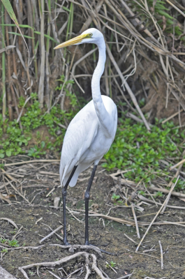 Majestic staat hij aan het water...
Wat een avontur in de everglades te fotografeeren.