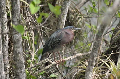 Een beweging in de struiken liet me oomkijken en toen sach ik hem in de bossen. Een prachtige vogel, zwaar te ontdekken...