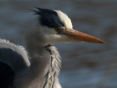 Nadat ie een visje naar binnen heeft gewerkt gaat er een rilling door de reiger: alle veren en veertjes komen overeind.
Reigervel?