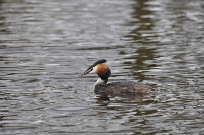 Een paartje futen gespot. Goed te benaderen. Prachtige vogels.