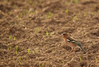 Vlakbij de Duitse grens reden we over onverharde weggetjes door diverse Akkers. Deze Vink was 1 van tientallen vinken die we enkel zagen, omdat ze erg beweeglijk waren. De Vink zijn schutkleuren komen op deze akker mooi tot zijn recht.