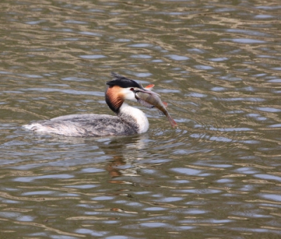 Ik maakte deze foto in de boezem in Spijkenisse bij een buitentemperatuur van 20 graden.
Fuut met een grote baars in zijn bek.