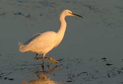 <i class='fa fa-user'></i> Peter Vercruijsse | Amerikaanse Kleine Zilverreiger  <i class='fa fa-eye'> 339</i>   <i class='fa fa-comment-o'> 3</i>