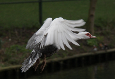 Een foto van een Barbarie eend die plotseling voorbij kwam en aan zijn landing was begonnen. Snel de camera gepakt en geschoten met 1/000 - f/5.6 - 120mm -  ISO400