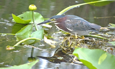 De kleine groene reiger oop visvang. Ik was heelaas te langsaam voor het moment met de vis, maar ik vind het toch een leuke plaat, ik hoop jullie ook...