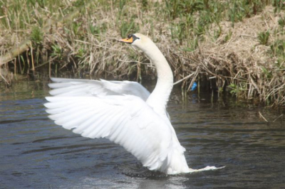Omdat de zwaan zo mooi met zijn vleugels zwaaide.
Hij imponeerde waarschijnlijk het vrouwtje.
Ik nam de foto op het juiste moment