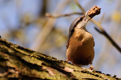 Dit is de tweede keer dat ik een foto durf te plaatsen op Birdpix.
Ik ben nu ongeveer een jaar bezig met deze leuke hobby en ik wil en heb nog veel te leren. vandaar mijn vraag of jullie tips en opmerkingen op deze foto willen geven.
