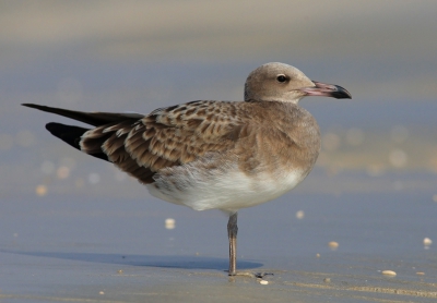 voor mij een van de mooiste meeuwen. maar dan aleen in het juvuniele kleed. algemeen op de stranden van Oman