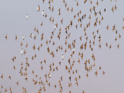 Een mooie zondagmiddag nog even langs de Hoge Weide waar een groep grutto's en enkele kluten in het weiland op een plas/dras gebid zitten. Plots alles de lucht in maar toch geen roofvogel te zien. Wel mooie alle neuzen (sorrie snavels) dezelfde richting op. Prima organisatie zo te zien.