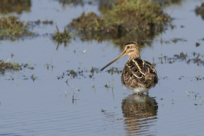 Sinds enkele weken heel wat vogels aan het doortrekken die een rustplaats vinden voor enkele dagen in laaggelegen weiden met plasjes. Deze watersnip kwam wat dichter bij de camera poseren.
