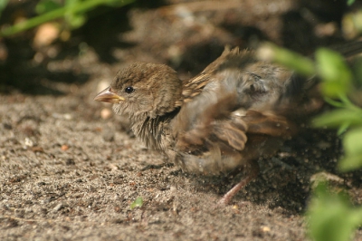 De huismussen gedijen goed in de binnentuinen achter mijn huis. Een flinke groep doet regelmatig de tuin aan voor o.a.(zand)baden.
Canon 10D + Sigma 70-300, iso 200, F6,3, 1/640.