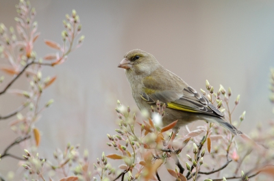 Ik vond het wel weer leuk om in de achtertuin te gaan fotograferen. De Groenlingen zitten er nog steeds en wilden wel poseren in de krentenboom die elke dag mooier wordt.