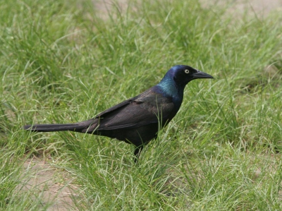 Van de 41 meegebrachte Glanstroepiaalfoto's is deze toch echt de beste. Het is lastig om het zwart goed doortekend te krijgen en dan ook nog met de glans van de kop en hals zichtbaar. Dat laatste zie je alleen met de zon onder de juiste hoek.

Het is een vogel die zich gedraagd als onze Kauw. Hij krijst ook iets vergelijkbaars. Je vindt hem in tuinen en parken.

Ik heb hem aardig wat moeten verscherpen; beetje bijgesneden. Helaas in ISO800 omdat ik vorige foto's in de schaduw zat te maken.

1/640, 400mm