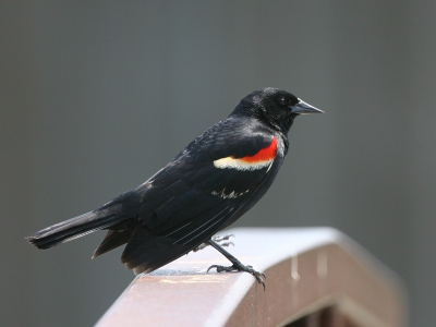 2 Troepialen dus vandaag. 

De Epauletspreeuw was de eerste 'exotische' vogel die ik zag tijdens mijn bezoek aan Canada en ik was helemaal in de zevende hemel. De dagen erna leerde ik dat hij irritant, alomtegenwoordig en agressief was. Agressief naar andere vogels, maar ook naar de Epauletspreeuwvrouwtjes. Ze krijsen cq fluiten erg luid.

1/640, ISO200, 400mm
