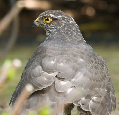 Zit je rustig foto's te bewerken achter de alptop en zit de vrouw lekker buiten in de tuin, hoor je ineens een klap. Een spreeuw probeert te vluchten voor een sperwer, maar helaas. Stront op het raam en op het parket, want de tuindeur staat open met dit mooie weer. De spreeuw wordt gepakt en op 5 meter afstand van mijn vrouw gaat ze zitten in de schaduw. Snel boven de camera gepakt en een aantal foto's van binnenuit gemaakt. Slechts 1 is toonbaar. Voorzichtig geprobeerd om buiten te komen, maar helaas, sperwer ging er met de spreeuw vandoor. Adrenaline verhogende situaties...................