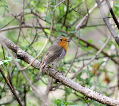 dit roodborstje zat heerlijk zijn nummertje te zingen, en de eerste foto met mijn nieuwe lens en mijn eerste foto op birdpix.