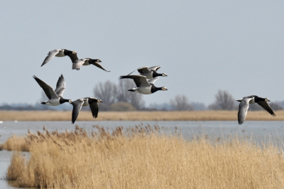 Brandganzen. Genomen vanuit de vogelkijkhut Ezumakeeg. Mijn 1e foto in Birdpix.