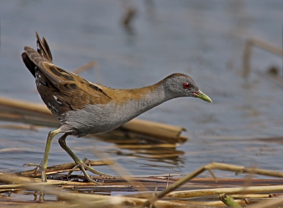 Photo of a male Little Crake taken from less than a 4 meters of distance.