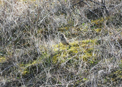 in de duinen van texel, bleekers veld, kwamen we deze schoonheid tegen