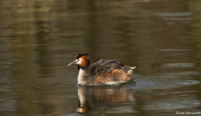 een fuut die rustig in de vijver ronddoperde kende de vogel toen ook niet goed en trok direct mijn aandacht prachtvogel