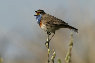 Had die blauwborst nog nooit eerder gedaan en ik heb die dag een hele reeks gemaakt van hetzelfde mannetje waar ik steeds dichterbij kon. En let op: geen lokgeluiden gebruikt! We maakten er Franse ornithologen op attent die al zo'n 7 jaar op Texel kwamen. En die dansten op en neer : "Le gorge bleu, le gorge bleu". 

Opname verscherpt en gecropt, 

Canon 10D, 300 USM I.S/f4.0, oude type extender 1.4 x, eenpootstatief