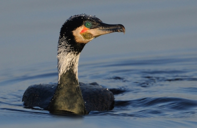 Er zijn van die momenten dat alles meezit. Als het gewenste onderwerp samenkomt met het mooie licht binnen het bereik van de lens dat je niet hoeft te uit croppen. Het is voor deze momenten dat een mens uren naast het water zit.