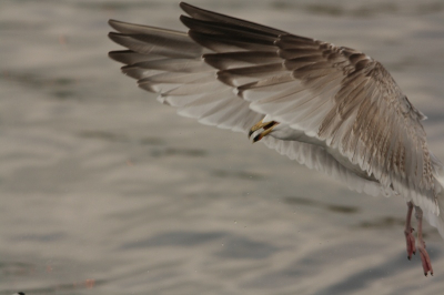 In de Amsterdamse haven fotografeer ik wel vaker meeuwen, maar zo als deze kreeg ik er nog nooit een op de plaat. Zo met die diagonaal vind ik het een aparte foto.