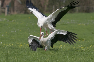Vandaag bij Eefde deze ooievaars kunnen fotograferen zo te zien hebben zij er wel zin in.