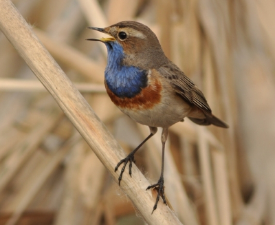 Mijn eerste gelukte birdpic van de prachte blauwborst!
Prachtig om het beestje te observeren in het foerageren en af en toe zingen.
