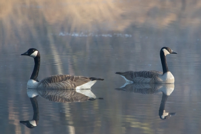 's Morgens vroeg genomen omstreeks 8.00hr. Streken toevallig neer op een ven in de Kampina. Gemaakt met Canon 7D en Canon tele 100-400.