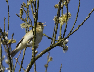 Altijd een van de eerste zangvogels die terug keren in het voorjaar, moeilijk te fotograferen zitten nooit op een plek, behalve als ze zingen.