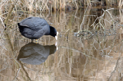 Ontmoeting met mijn spiegelbeeld.

Erg leuk om deze meerkoet zichzelf te zien bewonderen, of was ie op zoek naar eten?

Vanaf de waterkant, genomen met 500mm 1.4TC, 1/160e f/6.3 iso1250