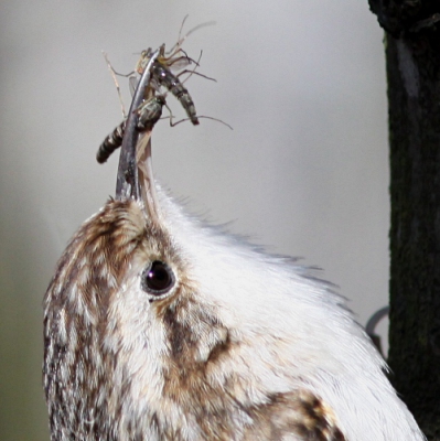 Mijn eerste foto op Birdpix. Staartpunt stond net niet op de foto, dus daarom maar een close-up.