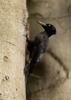 Nog een foto uit de zwarte specht serie van gisteren. Dit keer beter nabewerkt en met een andere compo. Wat een geweldig mooie vogels zijn dit toch... ze zijn het lange wachten meer dan waard.