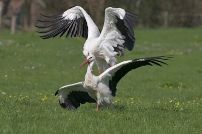 Nog eentje uit de serie lentekriebels. Vond deze misschien beter als de vorige.