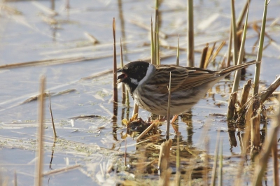 Zat te wachten op de blauwborst  toen deze rietgors plots naast mij verscheen en een watertor te pakken had.
Foto genomen onder camouflagenet.
foto genomen met veel tegenlicht