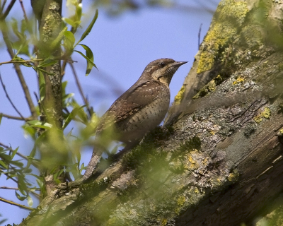 Vandaag voor het eerst een draaihals gezien.
Opwinding alom en hartslag ging omhoog.
Deze scharrelde in de boom op zoek naar wat lekkers.
Gelukkig kunnen vastleggen ondanks dat deze rap door de boom aanhet struinen was.
Is niet een superplaat maar ik ben er maar wat tevreden mee.