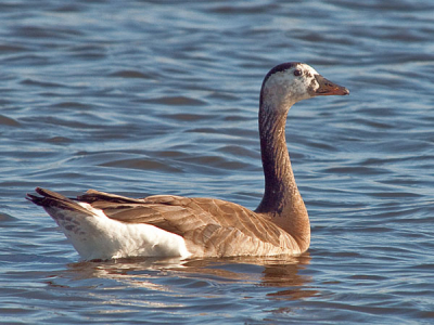 Deze gans was in gezelschap van een gewone grauwe gans, het paartje werd verjaagd door een ander koppeltje. Ik dacht van afstand een grauwe gans en een canadese gans te zien, maar met beter licht leek het toch meer op een grauwe gans, alleen wat fijner gebouwd dan zijn maatje. Nu vraag ik mij af, een grauwe soepgans of een hybride ergens van?