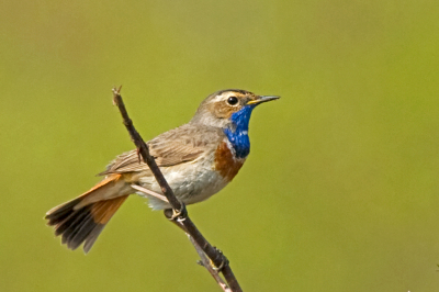 Blauwborst keert al jaren terug op een vast plekje in een heideveld in de Groote Peel.Vaak even fluitend vanaf een berkenstruikje en dan duikt hij weer in de heide.