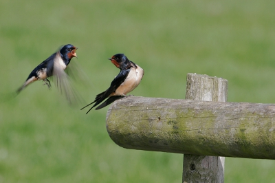 Terwijl ik bezig was om 2 boerenzwaluwen die naast elkaar zaten te fotograferen, ging de een opeens herrie schoppen. De camera stond nog op diafragma 14, waardoor de scherpte niet optimaal is, maar met 1/160 mag ik niet klagen over de scherpte.