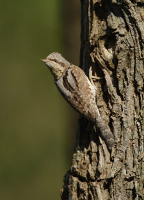 Vogel kwam iedere keer terug op het wandelpad, en ging af en toe mooi in de knotwilgen zitten.