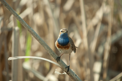 Na weer enige uren geduld te hebben gehad , heb ik deze blauwborst toch uiteindelijk voor mijn lens kunnen krijgen. Enigszins nieuwschierig bleef deze lange tijd voor mijn lens zitten en kon ik gelukkig een aantal plaatjes schieten.