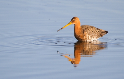 Vond het wel mooi hoe deze grutto los van de rest aan het foerageren was. Reflectie in het water vind ik zelf een leuke toevoeging.