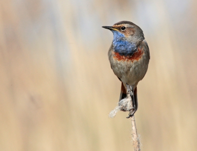 Ik kreeg vandaag de kans om een 1D Mark III te proberen. Nog een beetje onwennig met de camera kreeg ik de kans om een blauwborst die in een heel klein plasje in het riet zat te fotograferen. Gaan zitten, statief tussen de benen en maar wachten. Nadat ik wat tussen de tanden aan het sissen was kwam hij nieuwsgierig dichterbij.