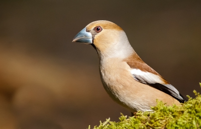Hoewel ik al twee keer een appelvink had gezien (vanaf een afstandje), heb ik hem wegens zijn schuwheid nog nooit kunnen fotograferen. Echter had ik bij de derde keer meer geluk en kon ik deze prachtige appelvink eindelijk vastleggen. Het eerste wat me direkt opviel toen hij zo dichtbij kwam, was zijn formaat!, en natuurlijk zijn forse snavel!!
