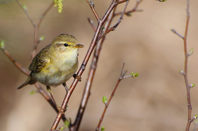 Wat een geluid komt er uit deze kleine vogeltjes. ik kon niet kiezen uit deze en de volgende foto. bij deze is de achtergrond een stuk rustiger.