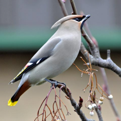 mijn eerste foto van een pestvogel. een erg mooie vogel die met ongeveer 50 anderen hier op winter bezoek was.