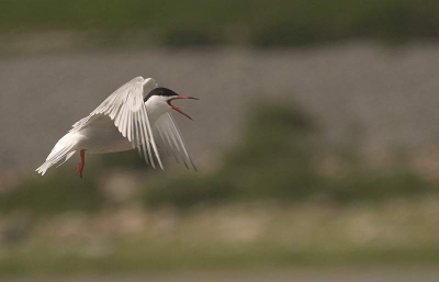 Gemaakt met canon 10d en 100/400mm lens.