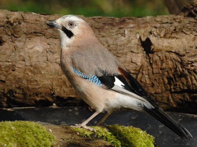 Blijven erg schuwe vogels , uit de vaste schuilhut genomen.